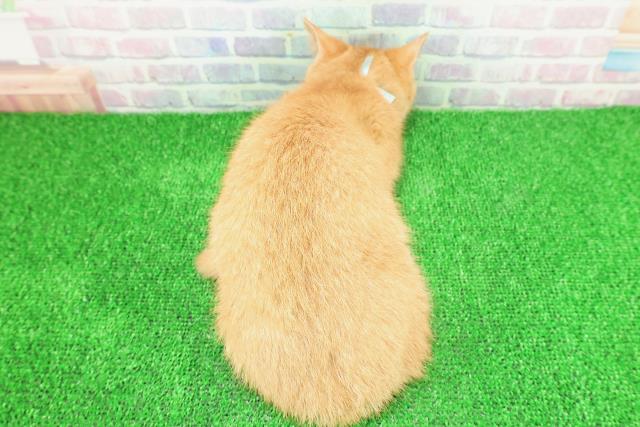 東京都のマンチカン (Coo&RIKU江戸川店/2025年9月24日生まれ/男の子/レッドタビー)の子猫の4枚目の画像