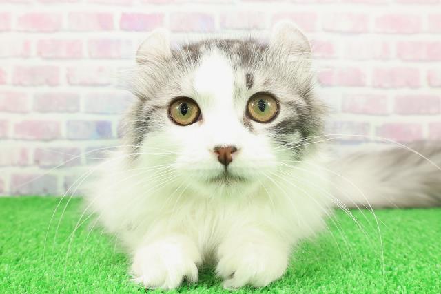 静岡県のアメリカンカール (Coo&RIKU掛川店/2025年9月6日生まれ/男の子/シルバータビーホワイト)の子猫