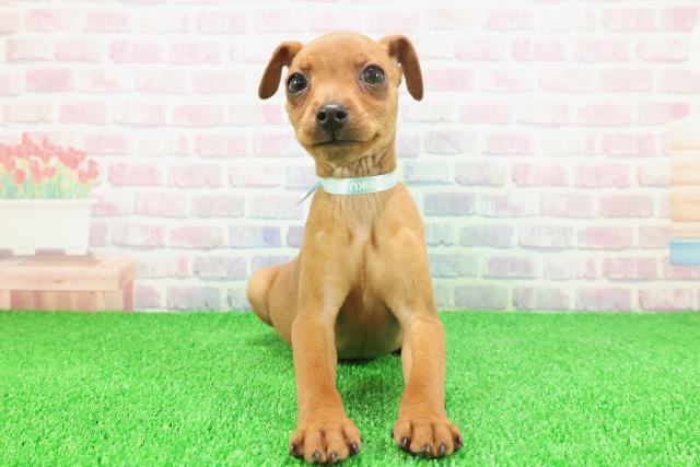 静岡県のミニチュアピンシャー (Coo&RIKU掛川店/2025年11月20日生まれ/男の子/レッド)の子犬