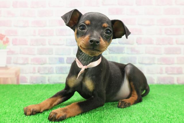 静岡県のミニチュアピンシャー (Coo&RIKU静岡SBS通り店/2025年11月20日生まれ/女の子/ブラックタン)の子犬の2枚目の画像