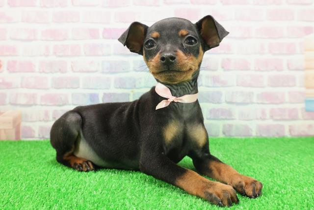 静岡県のミニチュアピンシャー (Coo&RIKU静岡SBS通り店/2025年11月20日生まれ/女の子/ブラックタン)の子犬の3枚目の画像