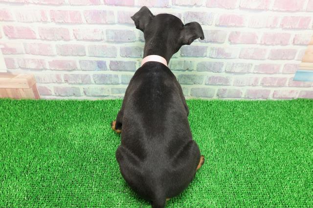 静岡県のミニチュアピンシャー (Coo&RIKU静岡SBS通り店/2025年11月20日生まれ/女の子/ブラックタン)の子犬の4枚目の画像