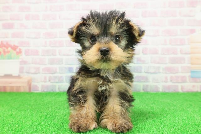 埼玉県のヨークシャーテリア (Coo&RIKU熊谷ニットーモール店/2025年11月20日生まれ/男の子/スチールブルータン)の子犬の1枚目の画像