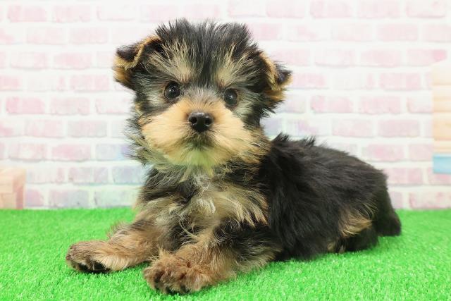 埼玉県のヨークシャーテリア (Coo&RIKU熊谷ニットーモール店/2025年11月20日生まれ/男の子/スチールブルータン)の子犬の2枚目の画像