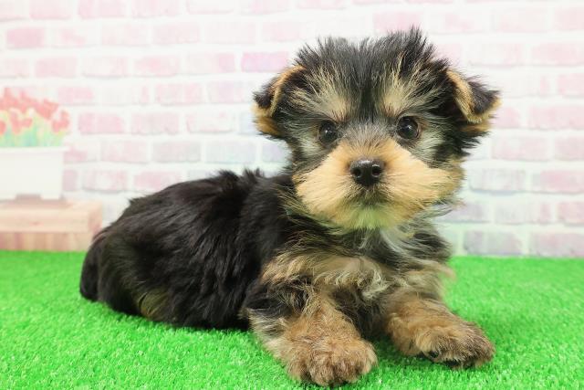 埼玉県のヨークシャーテリア (Coo&RIKU熊谷ニットーモール店/2025年11月20日生まれ/男の子/スチールブルータン)の子犬の3枚目の画像