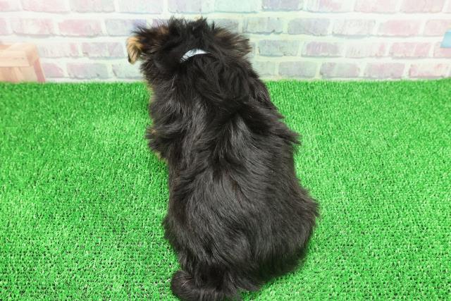 埼玉県のヨークシャーテリア (Coo&RIKU熊谷ニットーモール店/2025年11月20日生まれ/男の子/スチールブルータン)の子犬の4枚目の画像