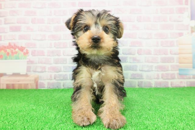 北海道のヨークシャーテリア (Coo&RIKU函館店/2025年11月20日生まれ/男の子/スチールブルータン)の子犬の1枚目の画像