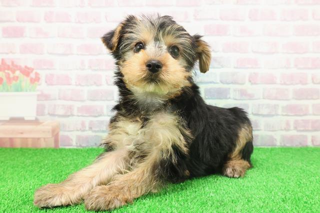 北海道のヨークシャーテリア (Coo&RIKU函館店/2025年11月20日生まれ/男の子/スチールブルータン)の子犬の2枚目の画像