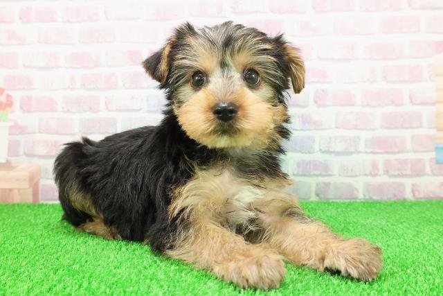 北海道のヨークシャーテリア (Coo&RIKU函館店/2025年11月20日生まれ/男の子/スチールブルータン)の子犬の3枚目の画像