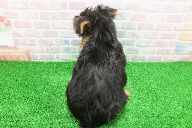北海道のヨークシャーテリア (Coo&RIKU函館店/2025年11月20日生まれ/男の子/スチールブルータン)の子犬の4枚目の画像