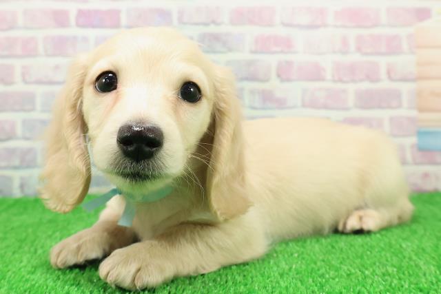 静岡県のミニチュアダックスフンド(ロング) (Coo&RIKU沼津店/2025年11月20日生まれ/男の子/イエロー)の子犬の2枚目の画像