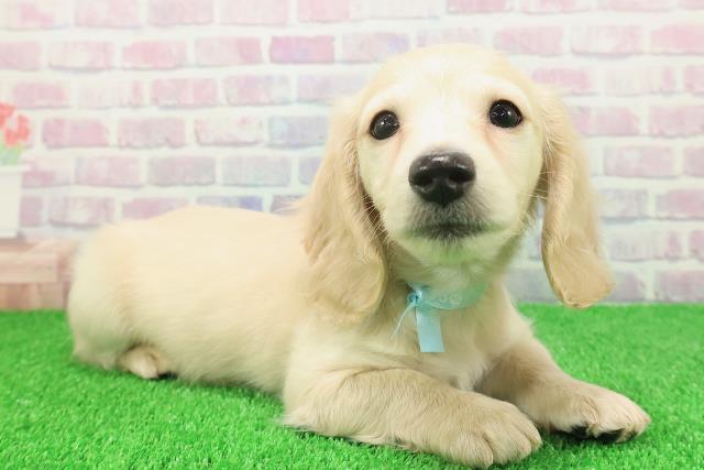 静岡県のミニチュアダックスフンド(ロング) (Coo&RIKU沼津店/2025年11月20日生まれ/男の子/イエロー)の子犬の3枚目の画像