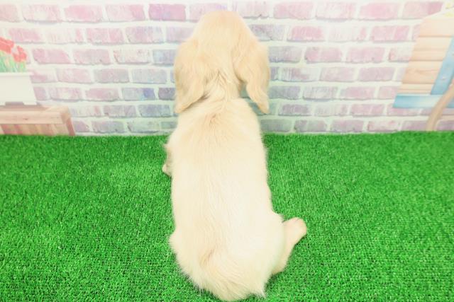 静岡県のミニチュアダックスフンド(ロング) (Coo&RIKU沼津店/2025年11月20日生まれ/男の子/イエロー)の子犬の4枚目の画像