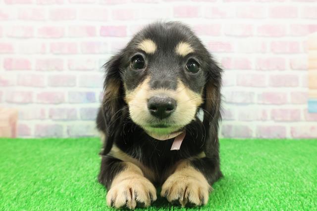 静岡県のミニチュアダックスフンド(ロング) (Coo&RIKU静岡SBS通り店/2025年11月20日生まれ/女の子/ブラックイエロー)の子犬の1枚目の画像