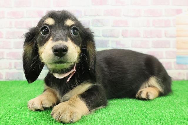 静岡県のミニチュアダックスフンド(ロング) (Coo&RIKU静岡SBS通り店/2025年11月20日生まれ/女の子/ブラックイエロー)の子犬の2枚目の画像