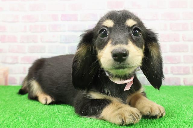 静岡県のミニチュアダックスフンド(ロング) (Coo&RIKU静岡SBS通り店/2025年11月20日生まれ/女の子/ブラックイエロー)の子犬の3枚目の画像