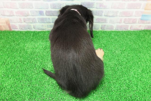 静岡県のミニチュアダックスフンド(ロング) (Coo&RIKU静岡SBS通り店/2025年11月20日生まれ/女の子/ブラックイエロー)の子犬の4枚目の画像