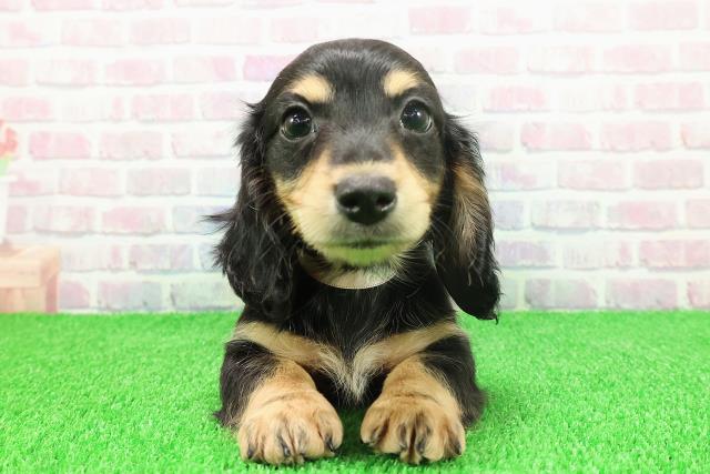 埼玉県のミニチュアダックスフンド(ロング) (Coo&RIKU桶川店/2025年11月20日生まれ/女の子/ブラックタン)の子犬の1枚目の画像