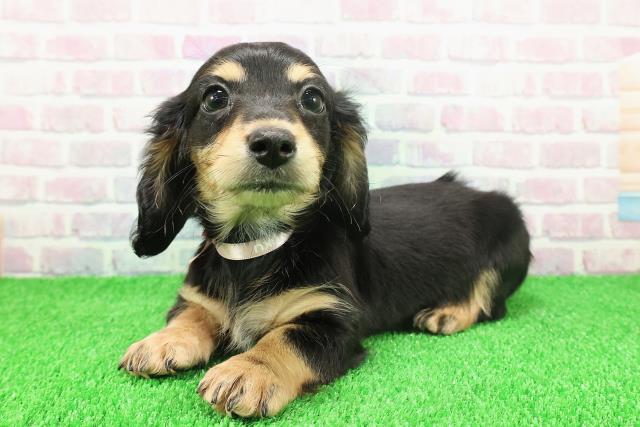 埼玉県のミニチュアダックスフンド(ロング) (Coo&RIKU桶川店/2025年11月20日生まれ/女の子/ブラックタン)の子犬の2枚目の画像