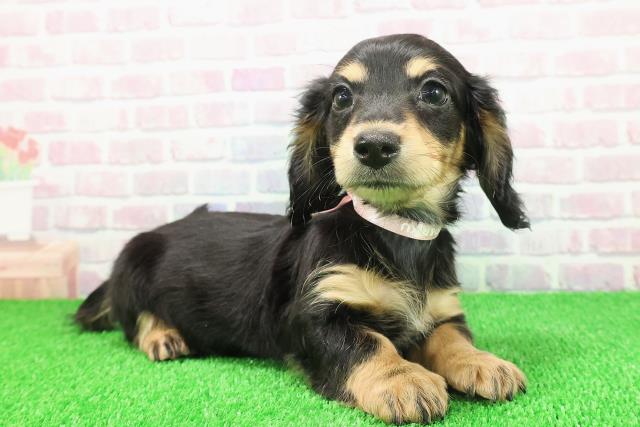 埼玉県のミニチュアダックスフンド(ロング) (Coo&RIKU桶川店/2025年11月20日生まれ/女の子/ブラックタン)の子犬の3枚目の画像