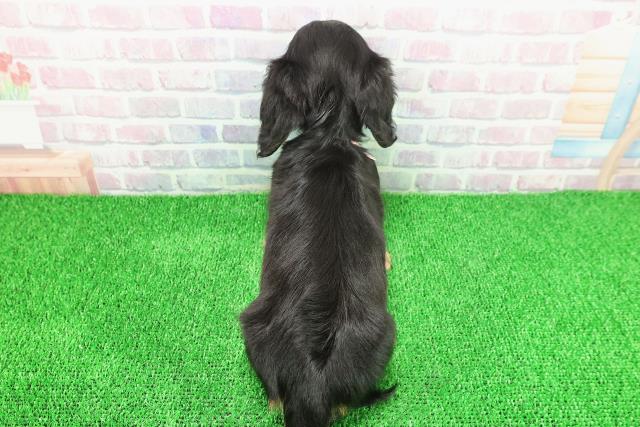 埼玉県のミニチュアダックスフンド(ロング) (Coo&RIKU桶川店/2025年11月20日生まれ/女の子/ブラックタン)の子犬の4枚目の画像