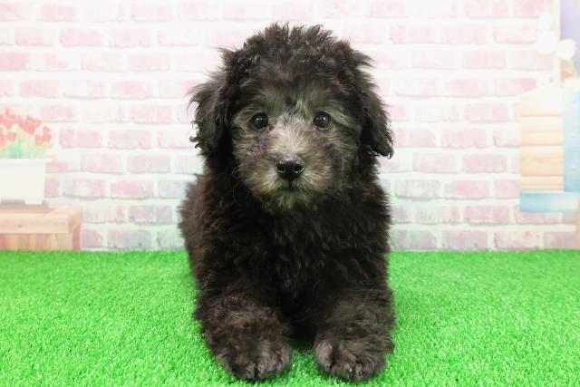 栃木県のトイプードル(トイ) (Coo&RIKUFKDインターパーク店/2025年11月20日生まれ/男の子/ブラック)の子犬の1枚目の画像