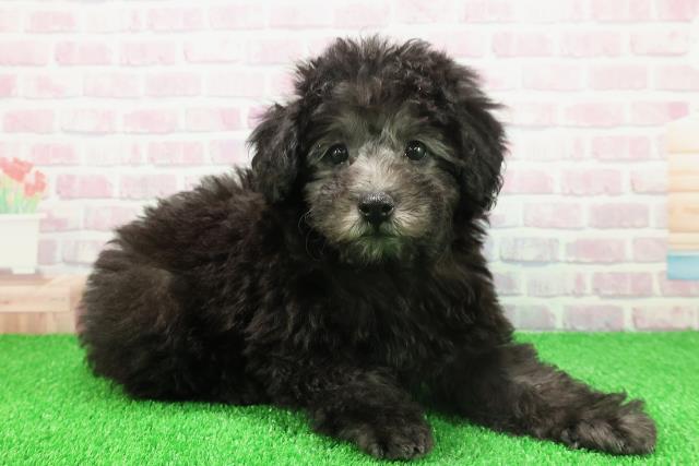 栃木県のトイプードル(トイ) (Coo&RIKUFKDインターパーク店/2025年11月20日生まれ/男の子/ブラック)の子犬の3枚目の画像