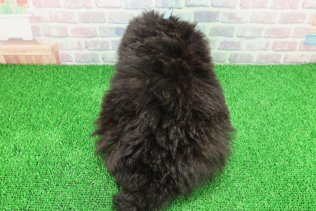 栃木県のトイプードル(トイ) (Coo&RIKUFKDインターパーク店/2025年11月20日生まれ/男の子/ブラック)の子犬の4枚目の画像