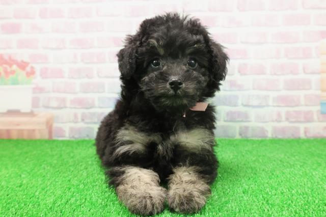 千葉県のトイプードル(トイ) (Coo&RIKU流山店/2025年11月20日生まれ/女の子/ブラックタン)の子犬の1枚目の画像