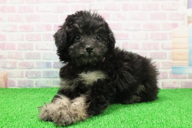 千葉県のトイプードル(トイ) (Coo&RIKU流山店/2025年11月20日生まれ/女の子/ブラックタン)の子犬の2枚目の画像