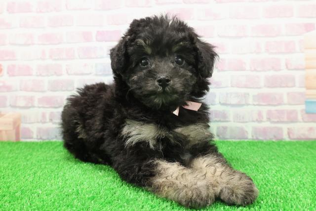 千葉県のトイプードル(トイ) (Coo&RIKU流山店/2025年11月20日生まれ/女の子/ブラックタン)の子犬の3枚目の画像