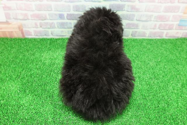 千葉県のトイプードル(トイ) (Coo&RIKU流山店/2025年11月20日生まれ/女の子/ブラックタン)の子犬の4枚目の画像