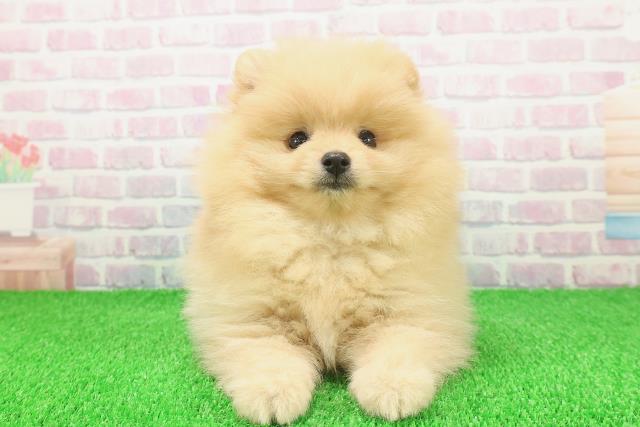 静岡県のポメラニアン (Coo&RIKU浜松店/2025年11月22日生まれ/男の子/クリーム)の子犬の1枚目の画像