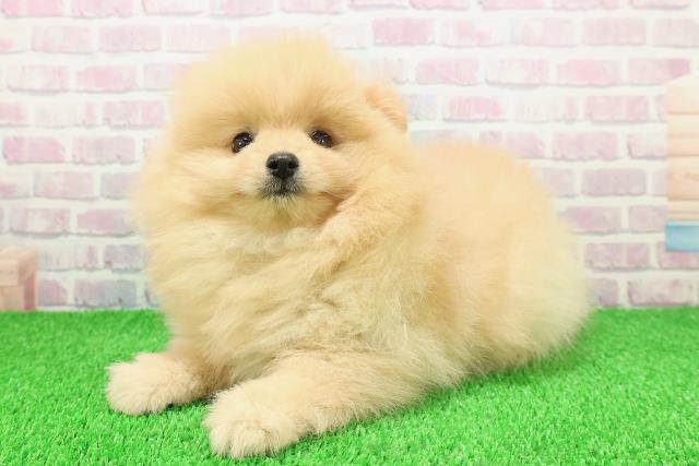 静岡県のポメラニアン (Coo&RIKU浜松店/2025年11月22日生まれ/男の子/クリーム)の子犬の2枚目の画像