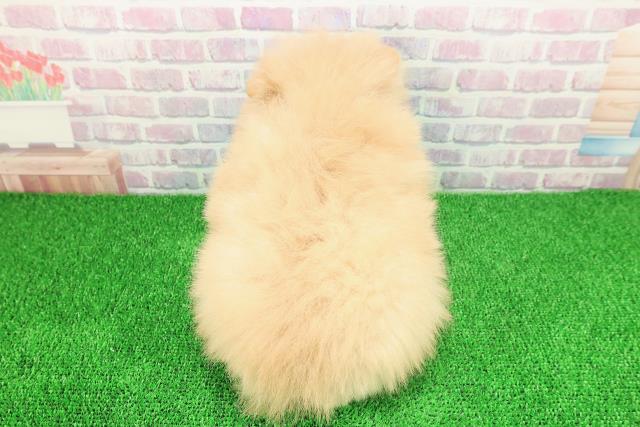 静岡県のポメラニアン (Coo&RIKU浜松店/2025年11月22日生まれ/男の子/クリーム)の子犬の4枚目の画像