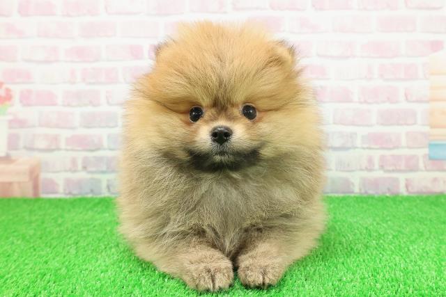 埼玉県のポメラニアン (Coo&RIKU大宮店/2025年11月22日生まれ/女の子/オレンジ)の子犬の1枚目の画像