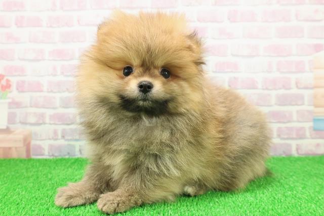 埼玉県のポメラニアン (Coo&RIKU大宮店/2025年11月22日生まれ/女の子/オレンジ)の子犬の2枚目の画像