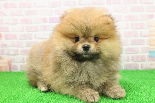 埼玉県のポメラニアン (Coo&RIKU大宮店/2025年11月22日生まれ/女の子/オレンジ)の子犬の3枚目の画像