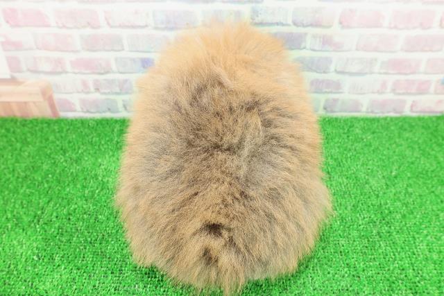 埼玉県のポメラニアン (Coo&RIKU大宮店/2025年11月22日生まれ/女の子/オレンジ)の子犬の4枚目の画像