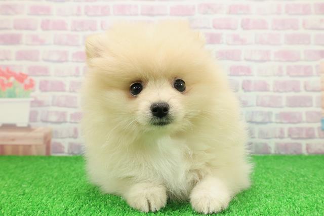 埼玉県のポメラニアン (Coo&RIKU川越店/2025年11月22日生まれ/女の子/クリーム)の子犬の1枚目の画像