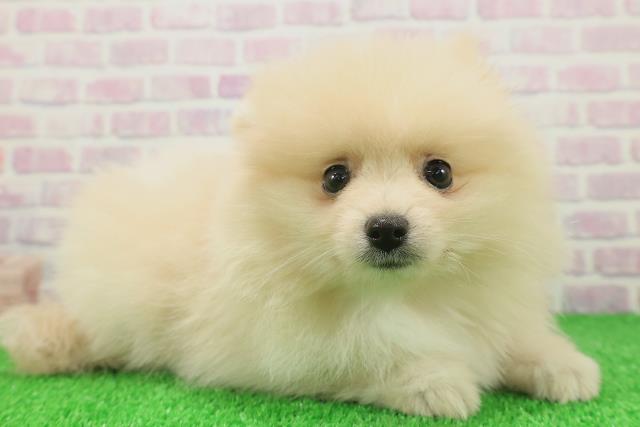 埼玉県のポメラニアン (Coo&RIKU川越店/2025年11月22日生まれ/女の子/クリーム)の子犬の3枚目の画像