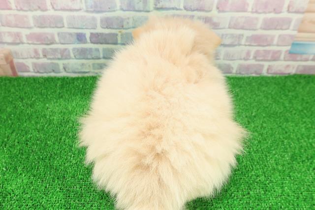 埼玉県のポメラニアン (Coo&RIKU川越店/2025年11月22日生まれ/女の子/クリーム)の子犬の4枚目の画像