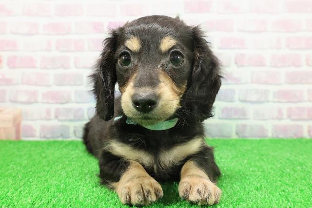 埼玉県のミニチュアダックスフンド(ロング) (Coo&RIKU春日部店/2025年11月22日生まれ/男の子/ブラックタン)の子犬の1枚目の画像