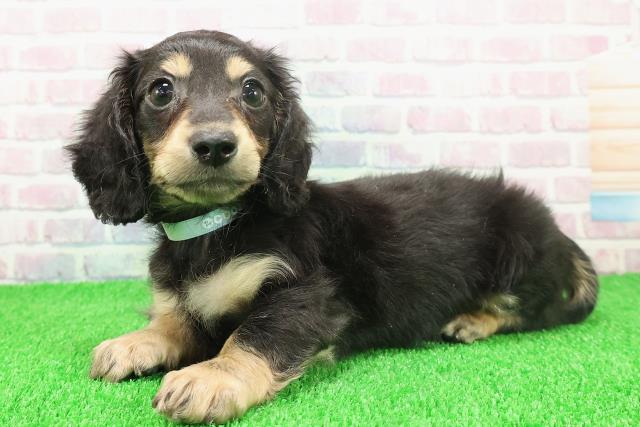 埼玉県のミニチュアダックスフンド(ロング) (Coo&RIKU春日部店/2025年11月22日生まれ/男の子/ブラックタン)の子犬の2枚目の画像