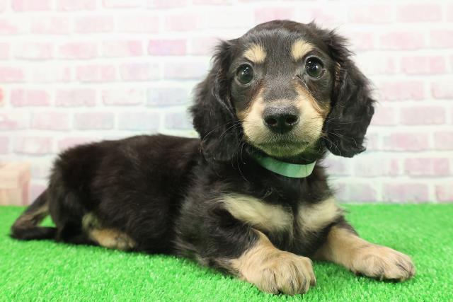 埼玉県のミニチュアダックスフンド(ロング) (Coo&RIKU春日部店/2025年11月22日生まれ/男の子/ブラックタン)の子犬の3枚目の画像