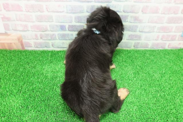 埼玉県のミニチュアダックスフンド(ロング) (Coo&RIKU春日部店/2025年11月22日生まれ/男の子/ブラックタン)の子犬の4枚目の画像