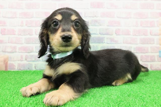 埼玉県のミニチュアダックスフンド(ロング) (Coo&RIKU川越店/2025年11月22日生まれ/男の子/ブラックタン)の子犬の2枚目の画像