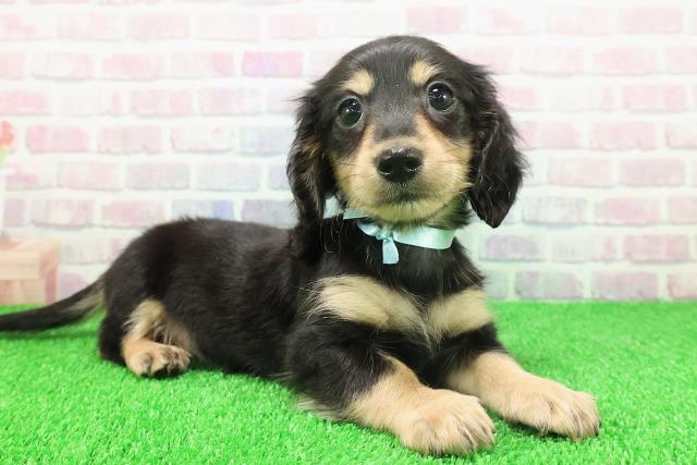 埼玉県のミニチュアダックスフンド(ロング) (Coo&RIKU川越店/2025年11月22日生まれ/男の子/ブラックタン)の子犬の3枚目の画像