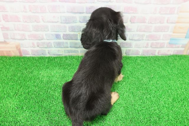 埼玉県のミニチュアダックスフンド(ロング) (Coo&RIKU川越店/2025年11月22日生まれ/男の子/ブラックタン)の子犬の4枚目の画像