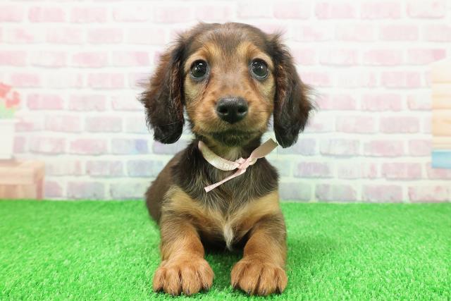 埼玉県のミニチュアダックスフンド(ロング) (Coo&RIKU川口戸塚店/2025年11月22日生まれ/女の子/シェーデットレッド)の子犬の1枚目の画像